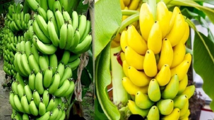 কাঁচা নাকি পাকা কলা-কোনটি বেশি উপকারী?